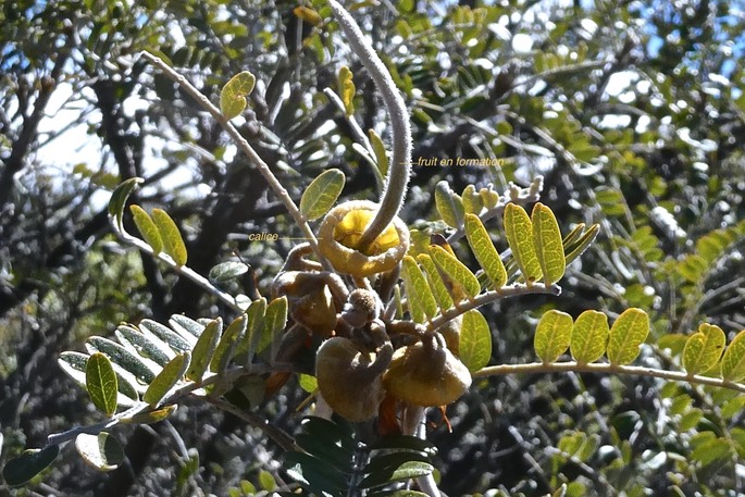 Sophora denudata..petit tamarin des hauts .(calice et fruit en formation).fabaceae.endémique Réunion.P1019334