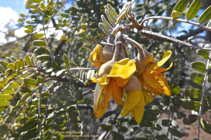Sophora denudata.petit tamarin des hauts .fabaceae.endémique Réunion.P1019428