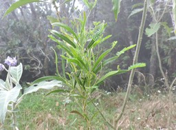 11 acacia heterophylla 