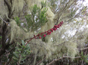 Agauria buxifolia ou Agarista buxifolia - Petit Bois de rempart - Ericacée