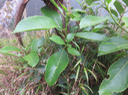 Claoxylon glandulosum - Grand Bois d'oiseau - Euphorbiacée - B