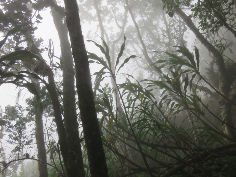 Cordyline mauritiana - Canne marron - LILIACEAE -E RM dans la forêt de Mapous