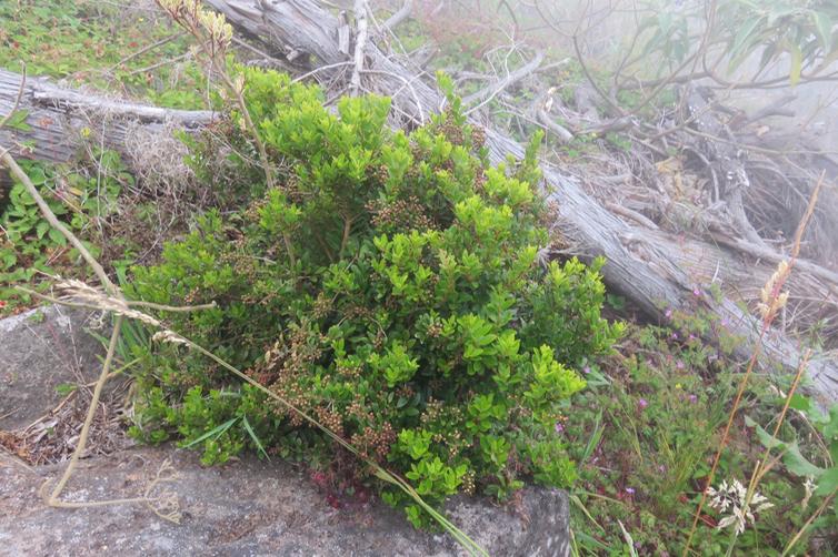 Embelia angustifolia - Liane savon - Myrsinaceae - Endémique BM