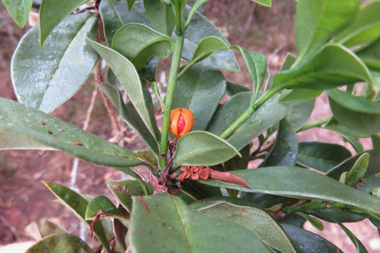 Fruit de Pittosporum Senacia reticulatum - Bois de Joli cœur des Hauts  - Pittosporaceae