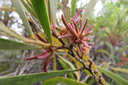 Fruits d'Acacia heterophylla -Tamarin des hauts - FABACEE Endémique