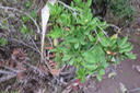 Fruits de Pittosporum Senacia reticulatum - Bois de Joli cœur des Hauts  - Pittosporaceae