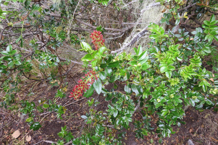 Fruits de Weinmannia mauritiana - Petit bois de tan - CUNONIACEE Endémique M