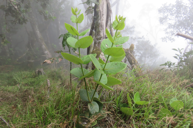 ??? Jeune Monimia rotundifolia - Mapou - Monimiaceae