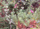 Lophospermum erubescens - Liane trompette -  Plantaginaceae