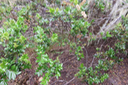 Weinmannia mauritiana - Petit bois de tan - CUNONIACEE Endémique M