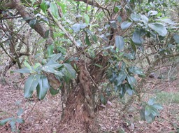 13 Sideroxylon borbonicum - Bois de fer batard/Natte coudine/… - SAPOTACEAE - Endémique Réunion