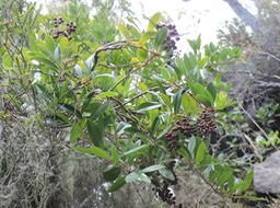 14 Liane savon, Embelia angustifolia 