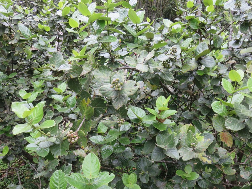 6 Monimia rotundifolia - Mapou - Monimiaceae