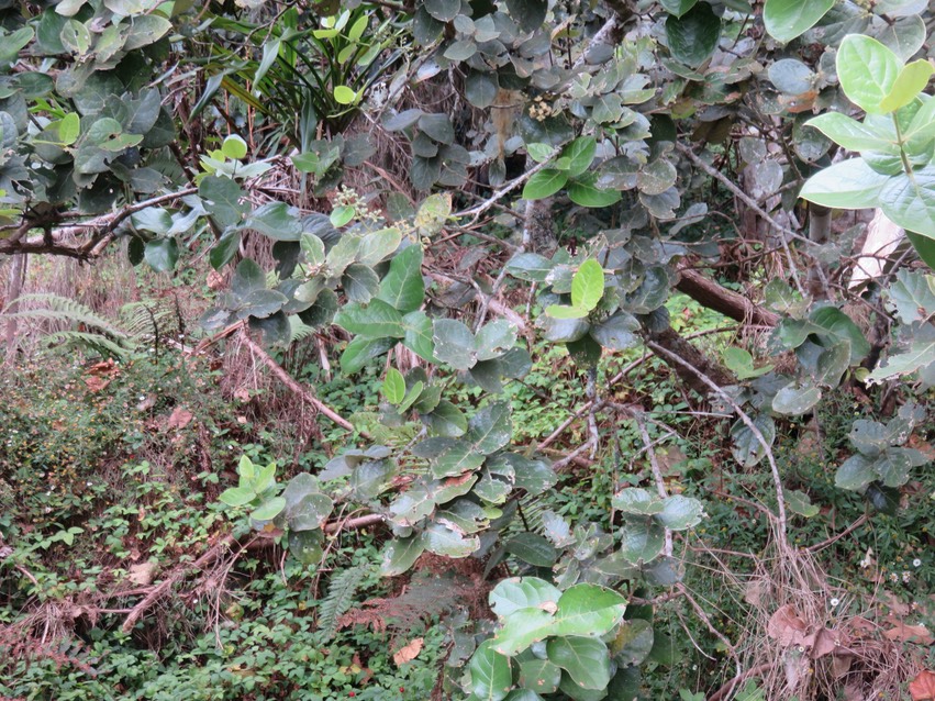 7 Monimia rotundifolia - Mapou - Monimiaceae