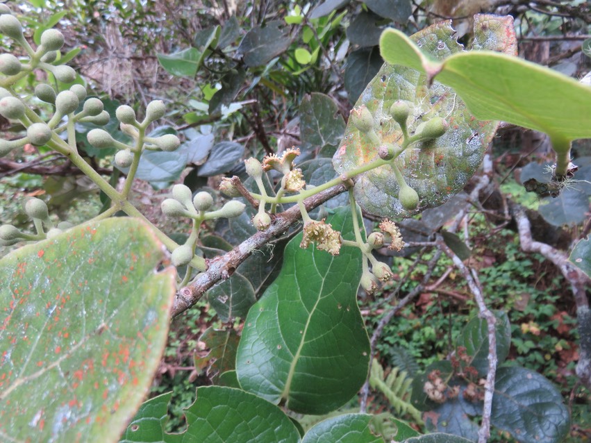 8 Fleurs mâles Monimia rotundifolia - Mapou - Monimiaceae