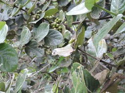 8 Mapou des Hauts (femelle, fruits), Monimia amplexicaulis  