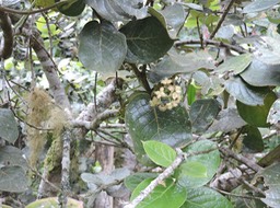 9 Mapou des Hauts (male, fleur s), Monimia amplexicaulis 