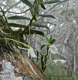 Angraecum expansum .orchidaceae.P1690537 - 