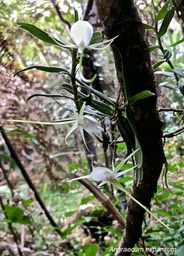 Angraecum expansum .Ti faham .orchidaceae . indigène Mascareignes .IMG_1551