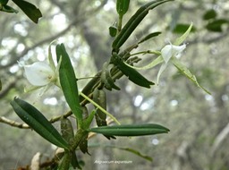 Angraecum expansum.Ti faham .orchidaceae. P1690540
