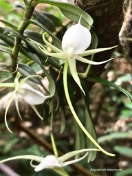Angraecum expansum.Ti faham .orchidaceae.indigène Mascareignes .IMG_1555