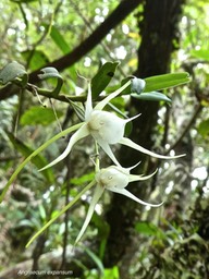 Angraecum expansum.Ti faham.orchidaceae. P1690422