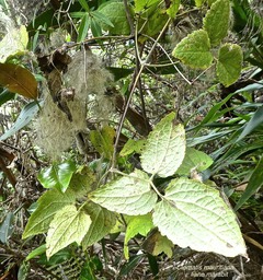 Clematis mauritiana .liane marabit.liane arabique. ranunculaceae. Madagascar ,Mascareignes. P1690453