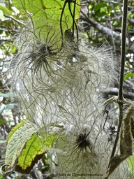 Clematis mauritiana .liane marabit.liane arabique. ranunculaceae .P1690456