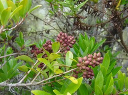 Embelia angustifolia - Liane savon (fruits) - MYRSINACEAE - Endémique Réunion, Maurice