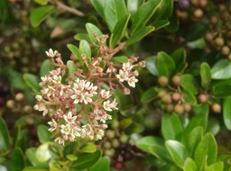 Embelia angustifolia - Liane savon (fleurs) - MYRSINACEAE - Endémique Réunion, Maurice