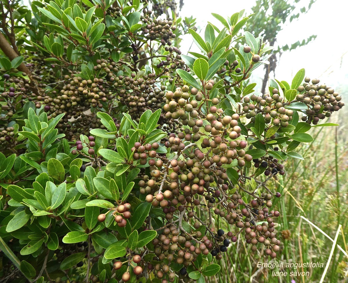 Embelia angustifolia . liane savon .myrsinaceae. endémique Réunion Maurice.P1690306