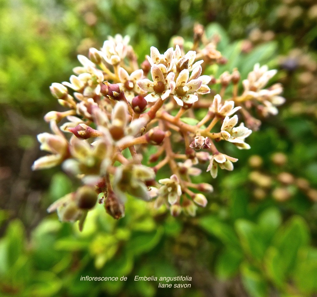 Embelia angustifolia .liane savon .myrsinaceae.endémique Réunion Maurice .P1690314