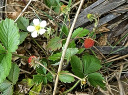 Fragaria vesca .fraise des bois .Ti fraisier . rosaceae .P1690281