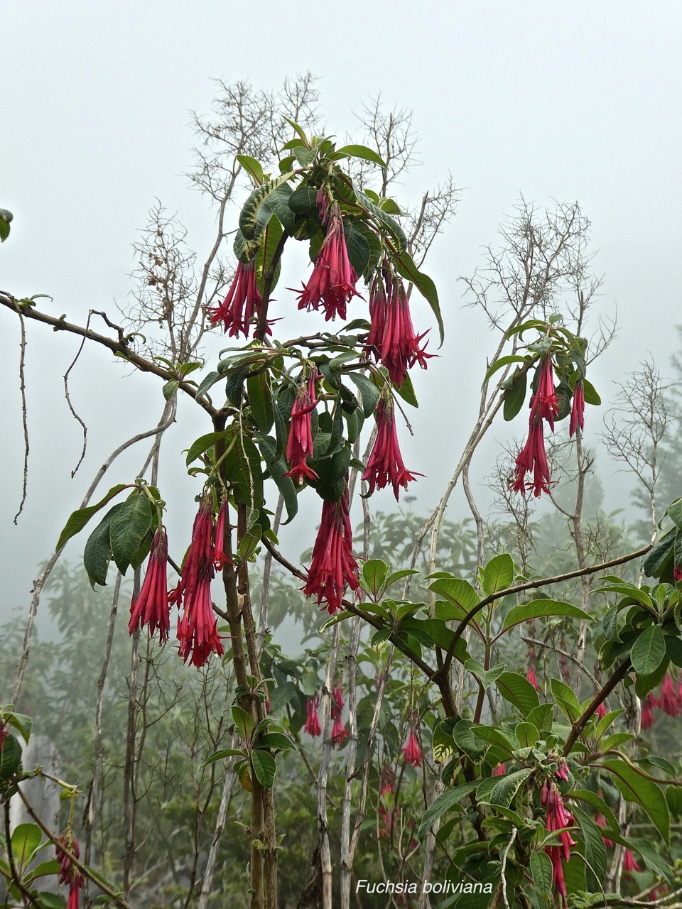 Fuchsia boliviana .fuchsia à grandes fleurs.fuchsia de Bolivie. onagraceae. espèce envahissante .P1690305