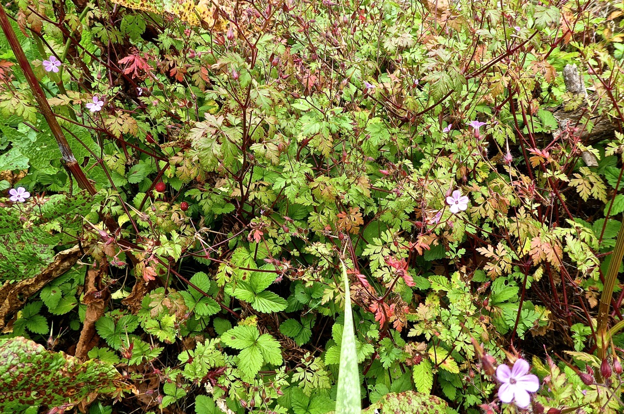 Geranium robertianum .géranium herbe à Robert (geraniaceae )et Potentilla indica . fraise crapaud. fraise d'lo .rosaceae .P1690355