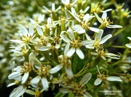 Hubertia ambavilla . ambaville .asteraceae.endémique Réunion .P1690473