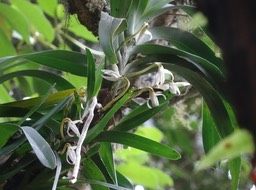 Jumellea triquetra - EPIDENDROIDEAE - Endémique Réunion