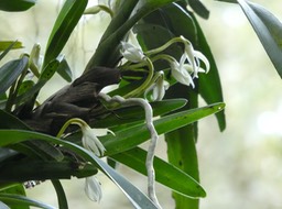Jumellea triquetra . orchidaceae;P1690491