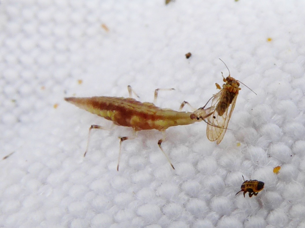 larve de chrysope se nourrissant d'un psylle (6)
