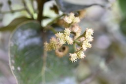 Monimia amplexicaulis - Mapou des Hauts (Fleurs sur Pied mâle) - MONIMIACEAE - Endémique Réunion
