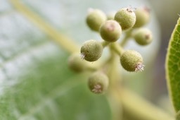 Monimia amplexicaulis - Mapou des Hauts (Fleurs sur Pied femelle) - MONIMIACEAE - Endémique Réunion