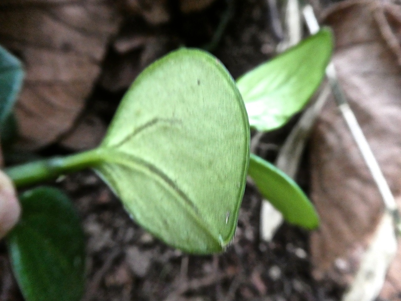 Peperomia borbonensis ? piperaceae .P1690389