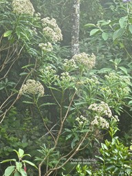 Psiadia laurifolia .bois de tabac.asteraceae.endémique Réunion .P1690349