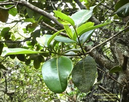 Sideroxylon borbonicum .bois de fer bâtard.natte coudine .sapotaceae.endémique Réunion. P1690515