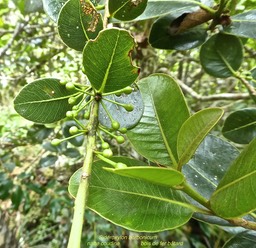 Sideroxylon borbonicum .bois de fer bâtard. natte coudine .sapotaceae. endémique R2union .P1690234