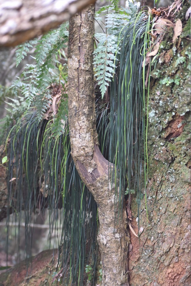 Vittaria isoetifolia - Fougère ficelle - PTERIDACEAE - Indigène Réunion