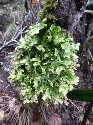 lichen foliac