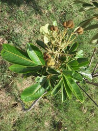 22 Cossinia pinnata  - Bois de Judas - SAPINDACEE  Endémique M