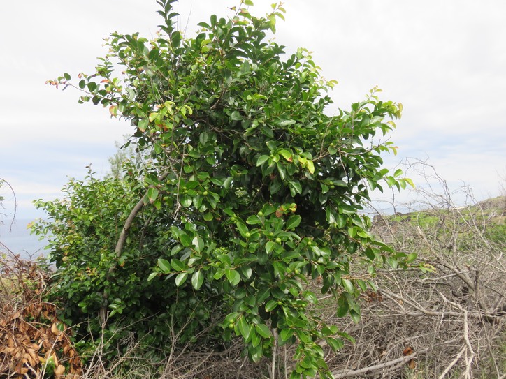 26 Flacourtia indica (Burm. f.) Merr. - Prune malgache - Salicaceae - Exotique