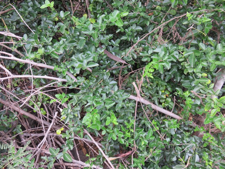 27 Triphasia trifolia (Burm. f.) P. Wilson - Orangine